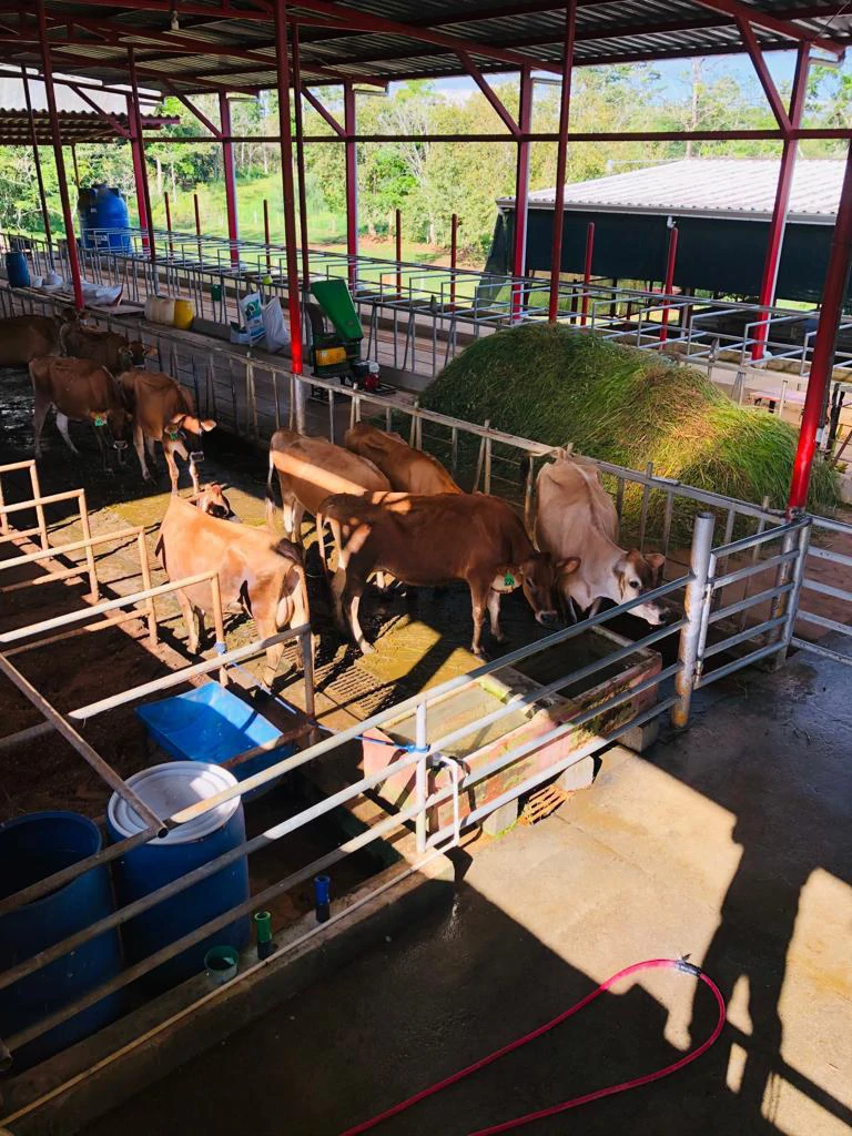 Professional Milk Factory for Sale with a big house in the mountains of Bijagua Costa Rica - Gallery image 27