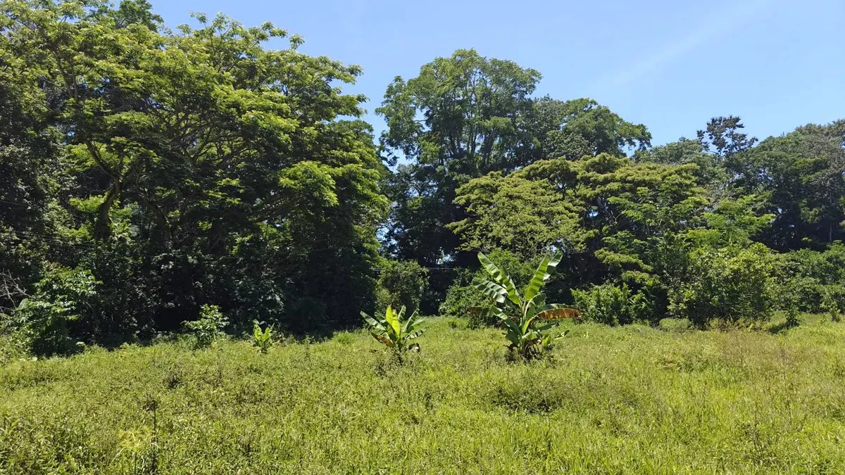 ID 924: El Cortijo: El Cortijo - Residential Lots for Sale in Hone Creek Near Puerto Viejo - Gallery image 10