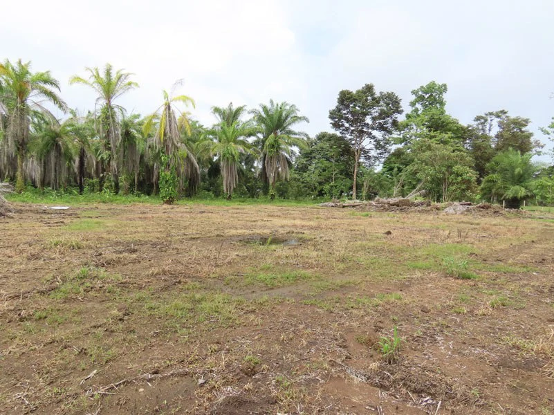 1.45-Acre Lot with Excellent Location in Canaza de Puerto Jimenez - Gallery image 13