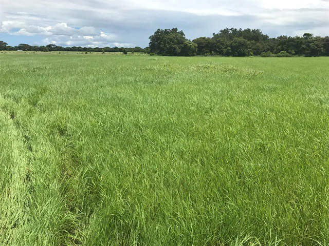 Large Development Land for Sale in Liberia, Guanacaste, Costa Rica - Gallery image 5
