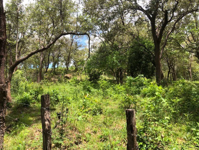 Mountain Farm for Sale in Liberia – Nature, Privacy, and High Investment Potential - Gallery image 22