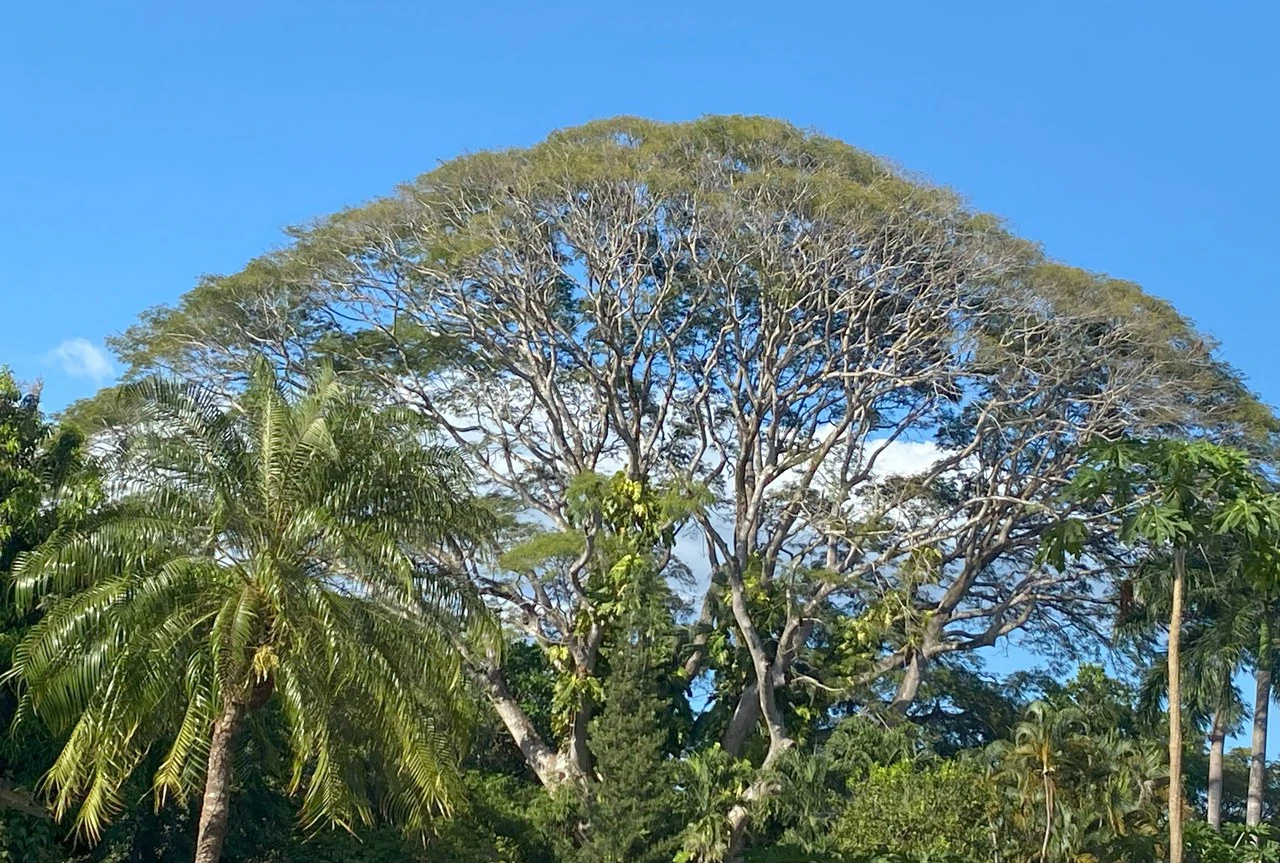 Finca Nora - Your Exclusive Tropical Paradise near Barrigona and Samara beach: Mountain Home Construction Site For Sale in Playa Samara - Gallery image 5