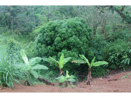 SPECTACULAR ECOLOGICAL MOUNTAIN FARM IN BIJAGUAL DE TURRUBARES - Gallery image 15