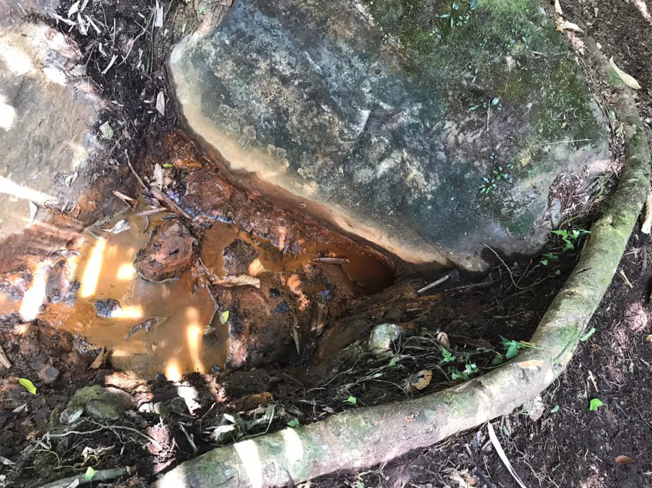 Hot Springs Property for Sale with Two Natural Hot Water Springs, Two Cold Water Creeks, and a Giant 300-Year-Old Tree - Gallery image 6