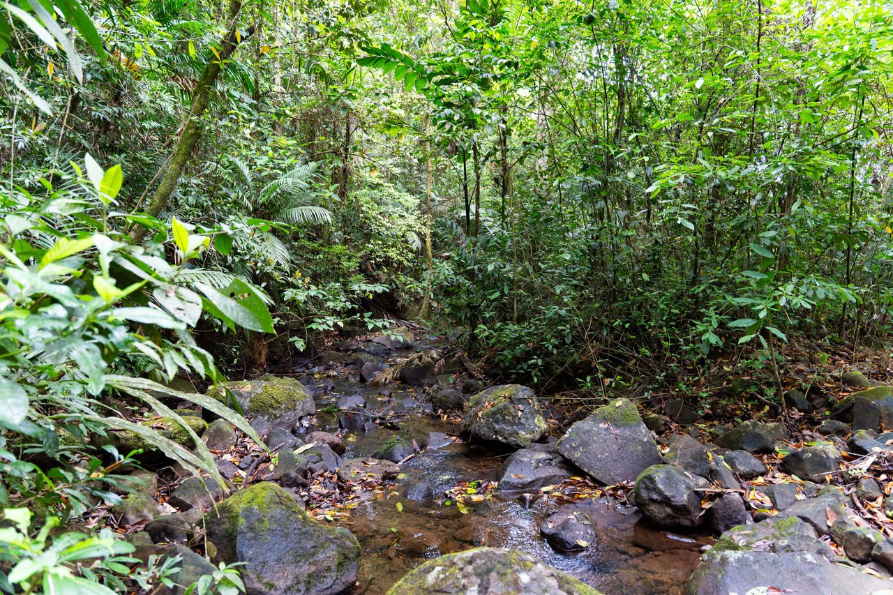Finca Las Zompopas-Río Celeste: 113-Acre Biodiverse Property in Bijagua, Ideal for Eco-Tourism, Private Retreats, or Sustainable Development - Gallery image 9