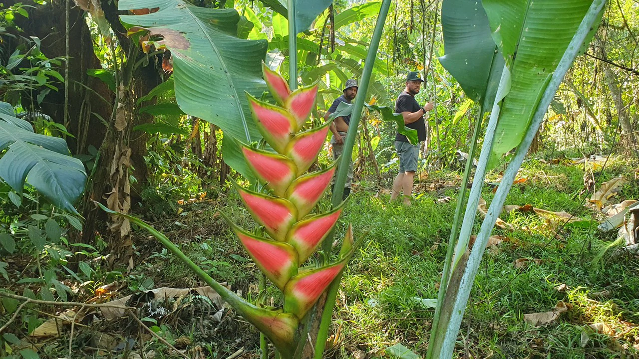 CONSERVATION AND DEVELOPMENT LAND WITH OCEAN VIEW IN SIERPE, COSTA RICA - Gallery image 15