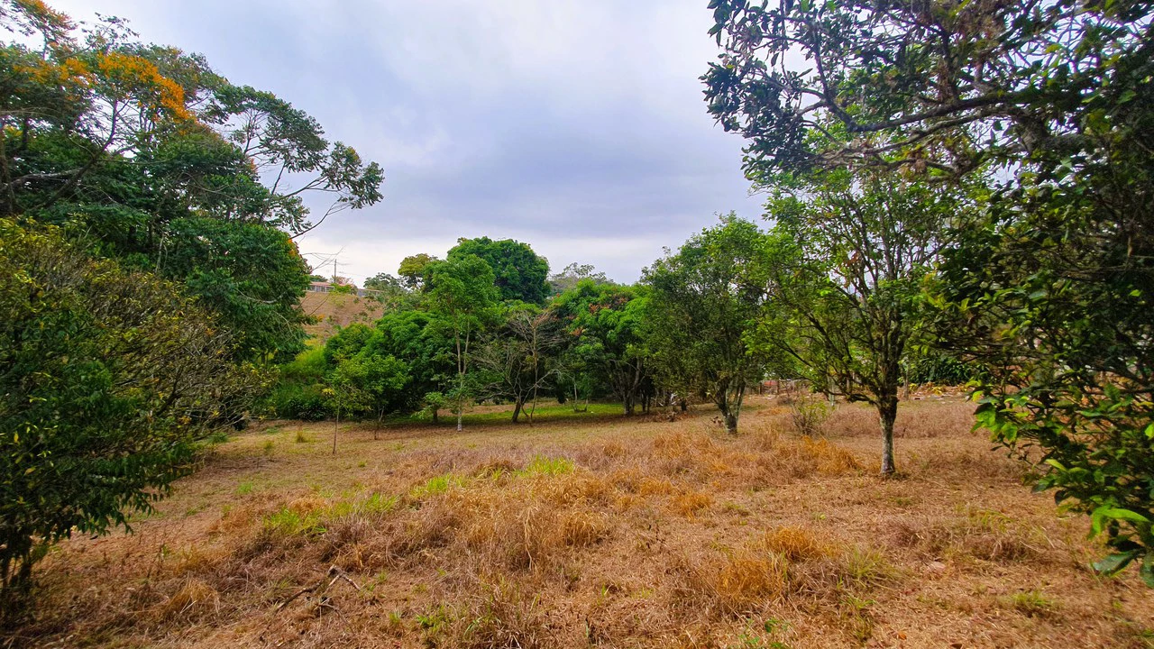 FRUIT TREE PROPERTY FOR SALE: Home Construction Site For Sale in San Isidro del General - Gallery image 13