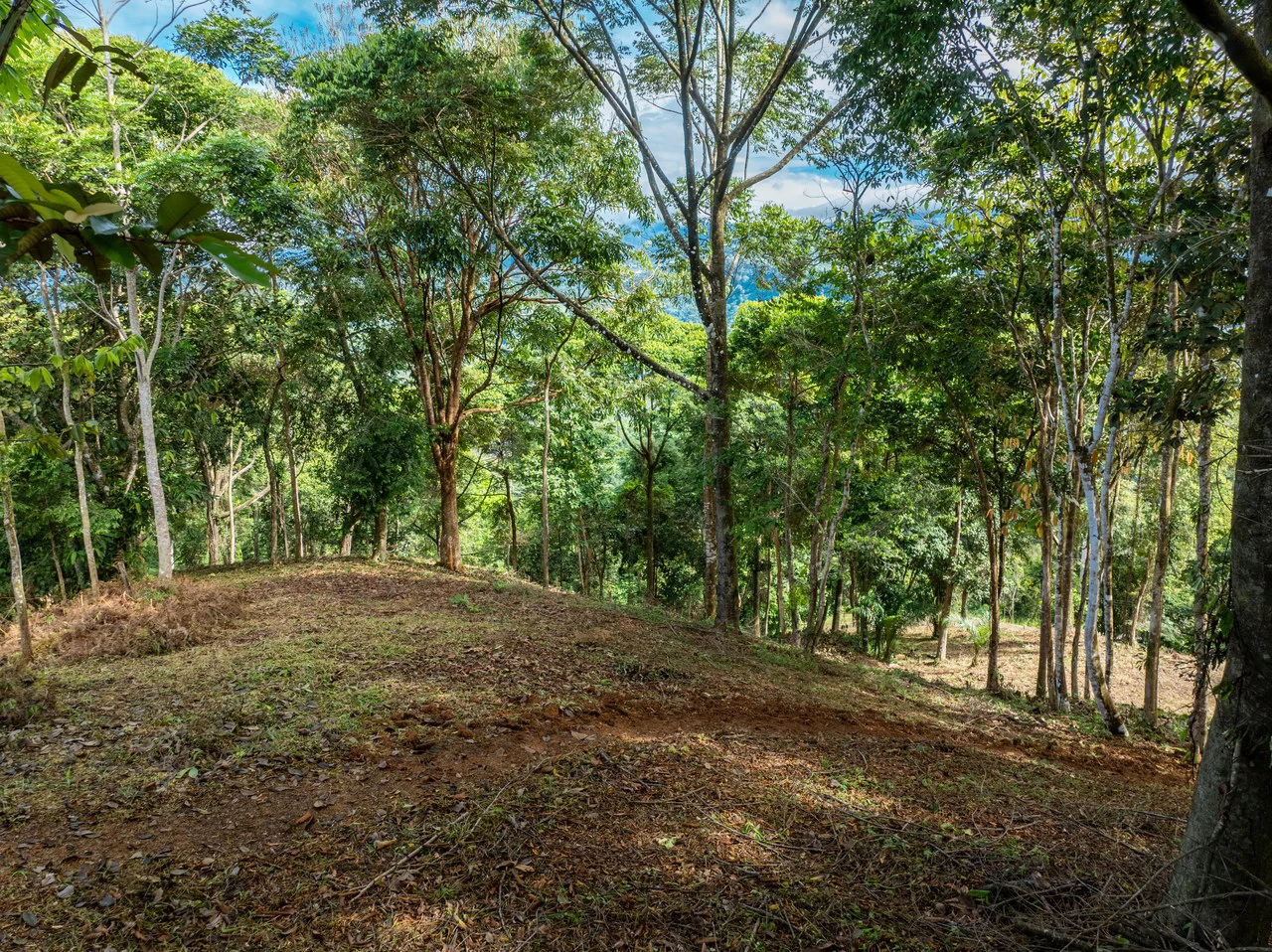 2.9 Acre Paradise with Diamante Valley Views Dominical - Gallery image 6