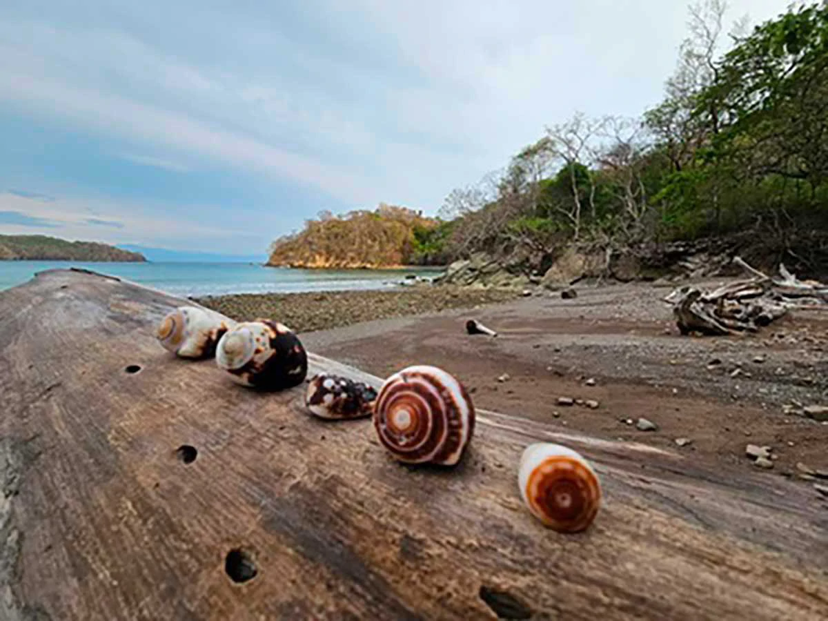 ID 4199:: Income-Generating Investment Opportunity in Playa Órganos. Finish the Vision Your way! - Gallery image 6