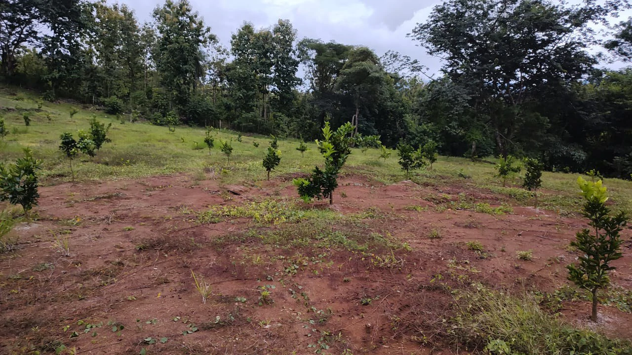 Agricultural Farm for Sale in the mountains of Hojancha, Beautiful 25-acre property with floating lake Apartment and Huge main home - Gallery image 16