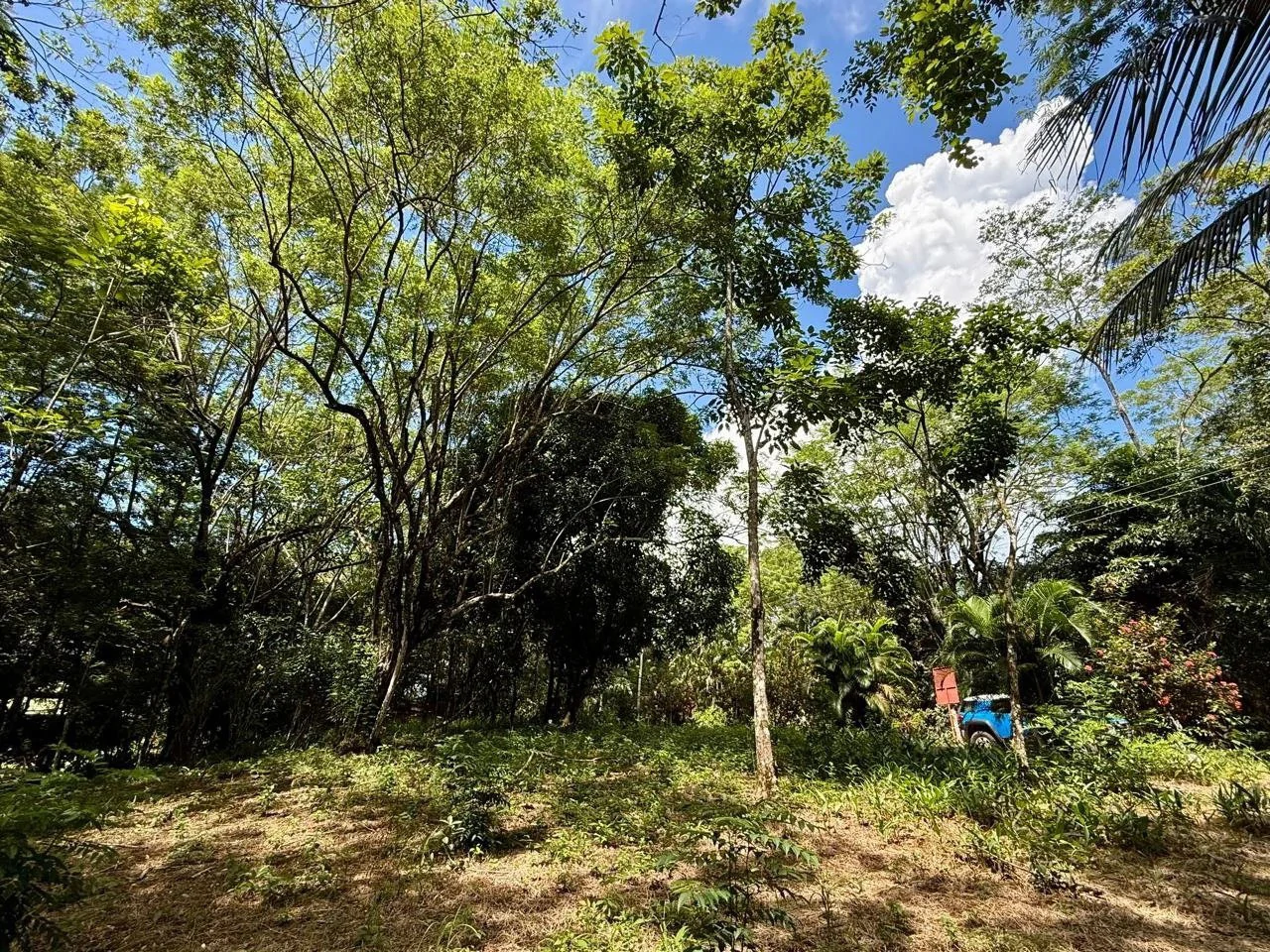 Suenos Montezuma: Jungle lot, but in a gated community close to Cobano and Montezuma.  Shopping in one direction, and surf town in the other.  "Suenos Montezuma"   5000m2, Lot #3  $250,000. USD - Gallery image 9