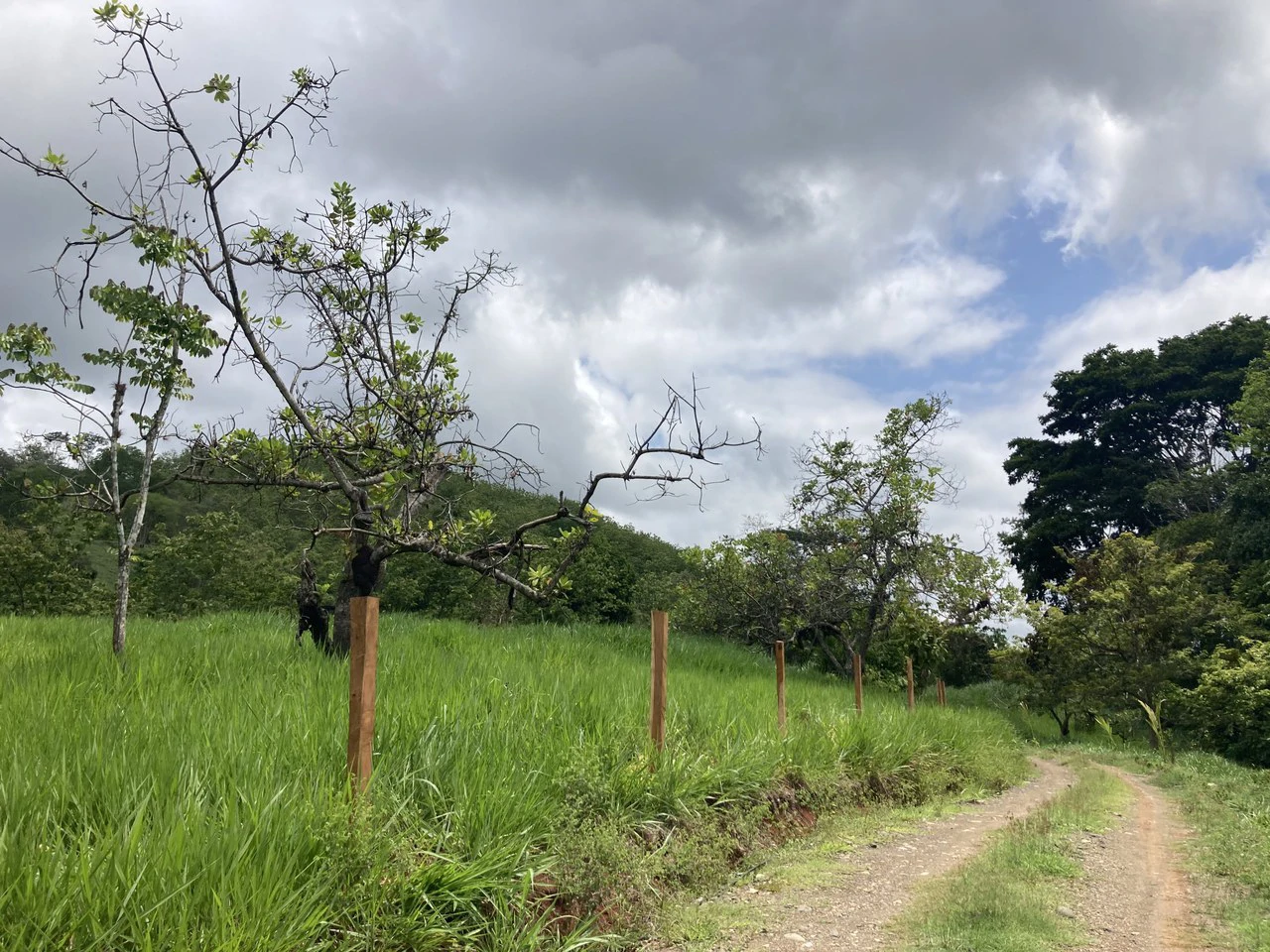 Frog Desing House: Property for Sale in Parrita, Costa Rica - Gallery image 25