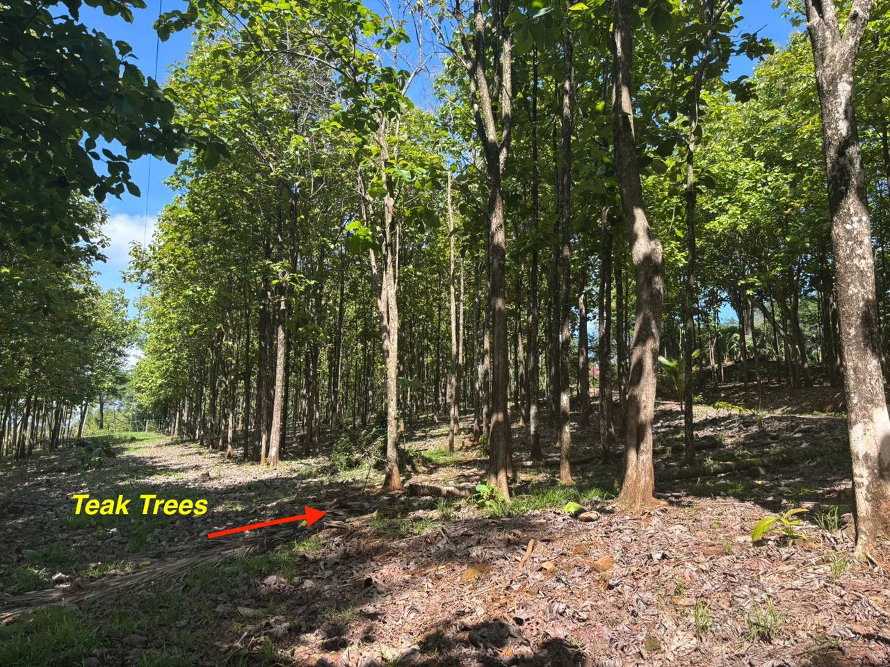 7-Hectare Farm with Teak Plantation, Existing Home & Eco-Development Potential Near Parrita, Costa Rica - Gallery image 23