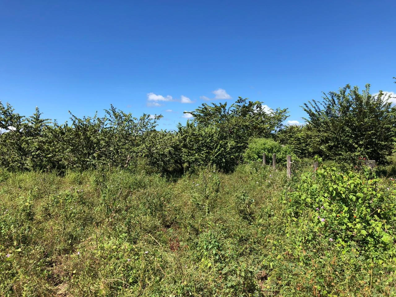Property near the airport in Liberia – Strategic investment opportunity - Gallery image 2