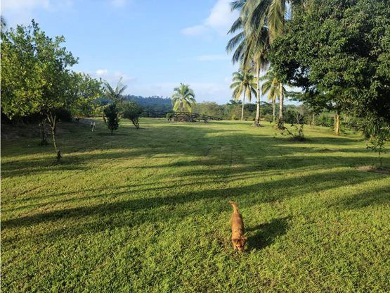 Serene Jungle Farm in Limon Province - Gallery image 64
