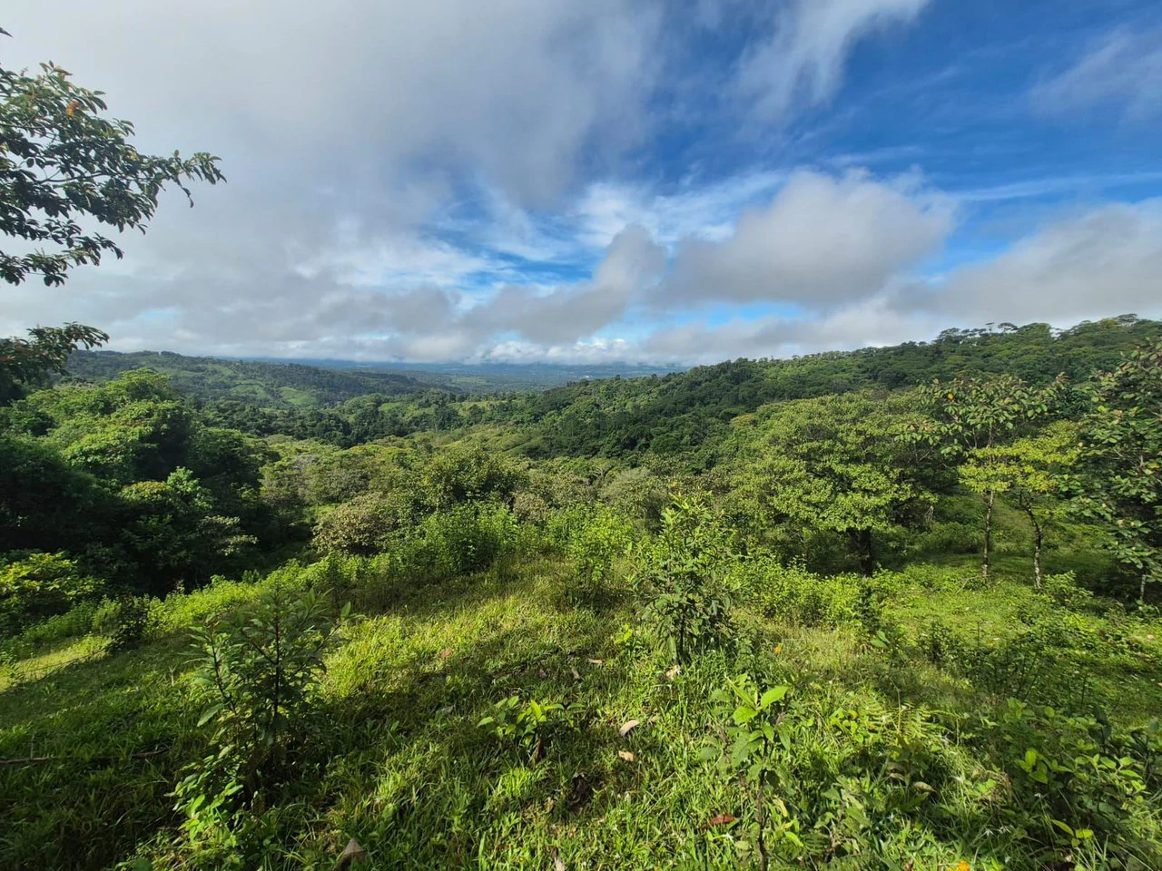Propiedad en San Blas: Mountain Agricultural Land For Sale in La Linda General Viejo - Gallery image 11