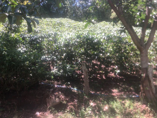 Coffee Farm in Monteverde is a full working Business - Gallery image 30