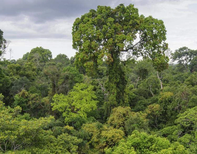 JUNGLE PARADISE: Nature Lovers Dream: 204 acres of Wilderness and a Building Pad - Gallery image 4
