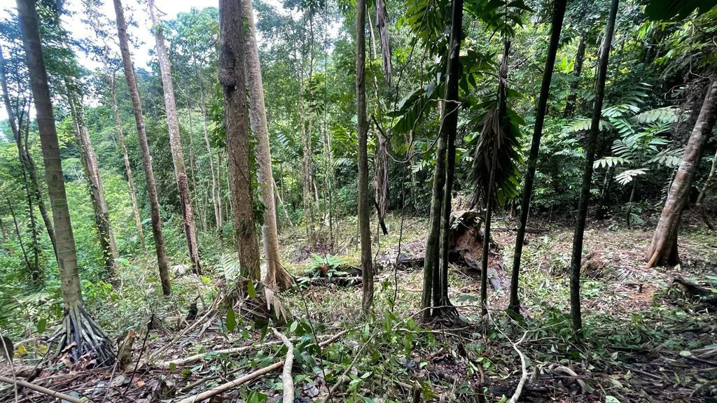 Eduardo Lee 17 Acres: Mountain Agricultural Land For Sale in Bejuco - Gallery image 3