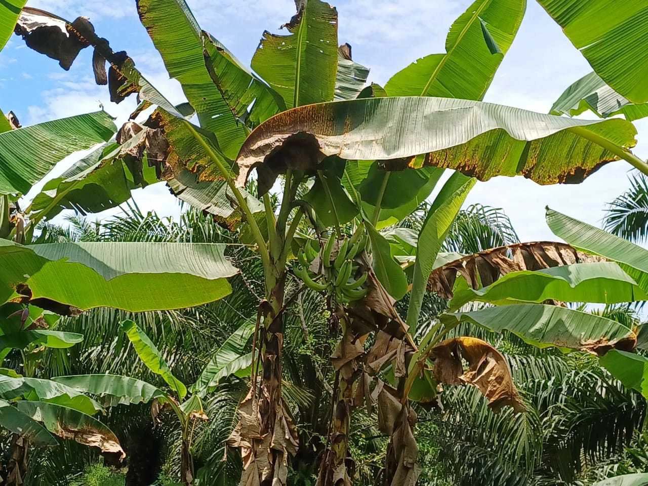 Finca La Palma, Cañaza, Puerto Jiménez - Gallery image 7
