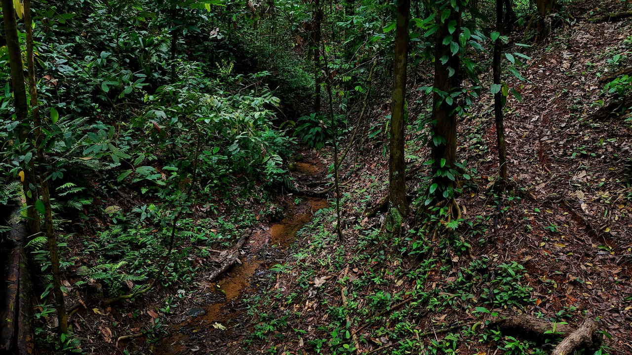 3.75-Acre Jungle Lot with Creek in Ventanas de Osa, Puntarenas - Gallery image 9