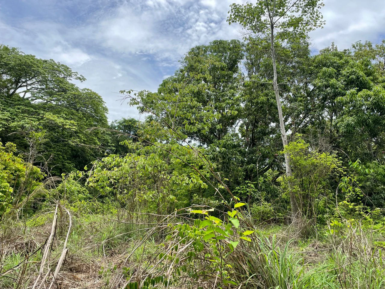 Beautiful private Mango farm and river frontage in Irigaray, 15 minutes from Liberia - Gallery image 4
