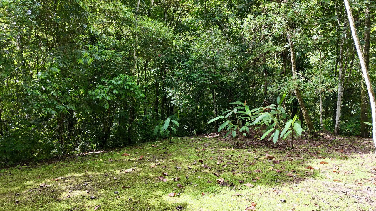 Selva Vista Estate: 5.9 Acres of Wild Beauty - Gallery image 13