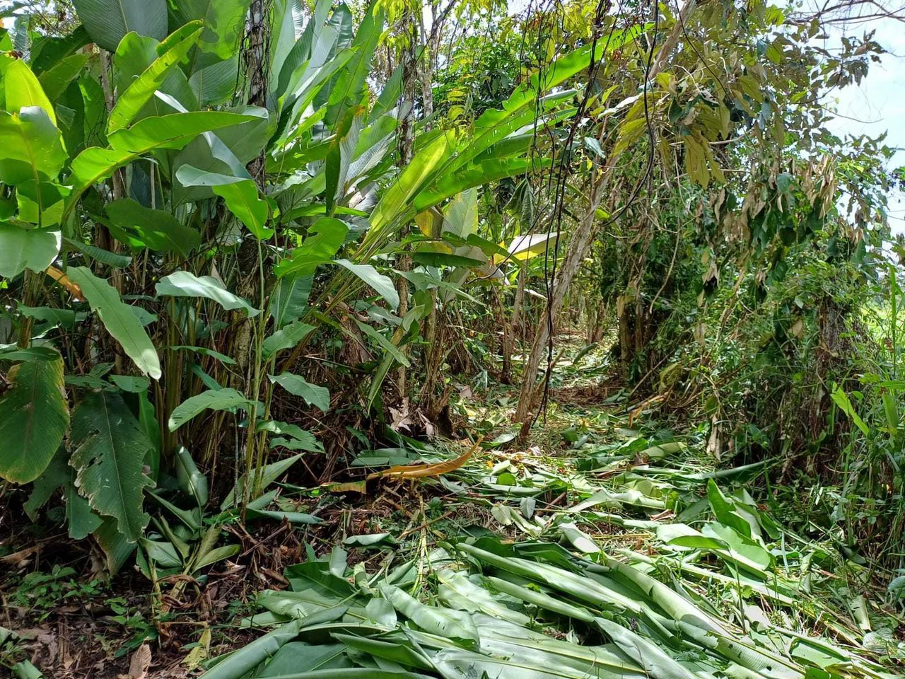 Natura Amapola Reserve, Puerto Jimenez - Gallery image 9