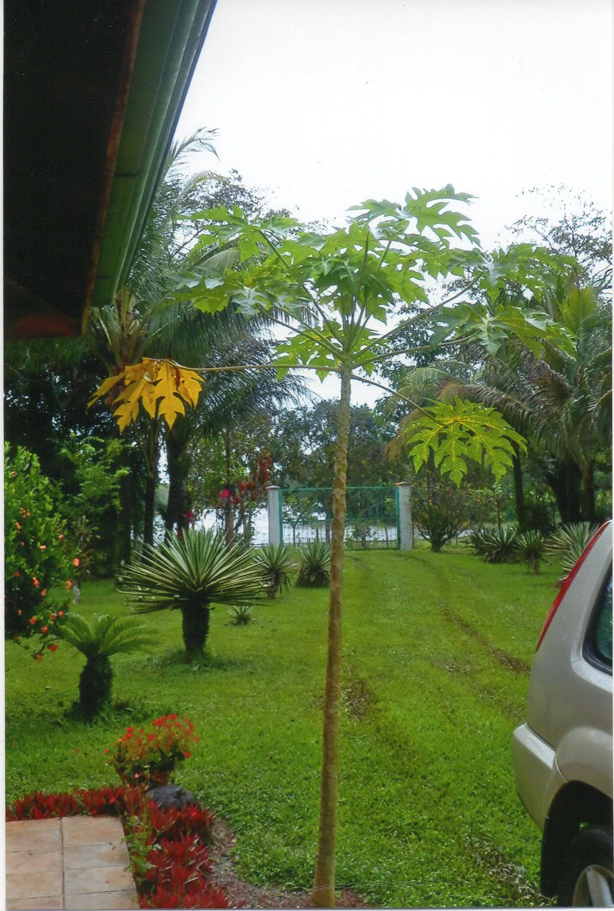 Propiedad muy grande: Countryside House For Sale in Caño Negro - Gallery image 4