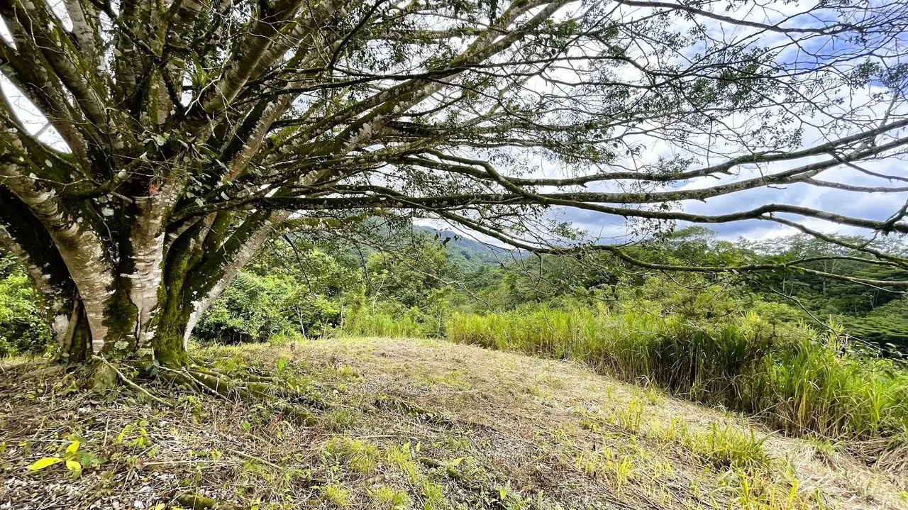 LAND FOR SALE IN SAN MIGUEL, NARANJO - Gallery image 8