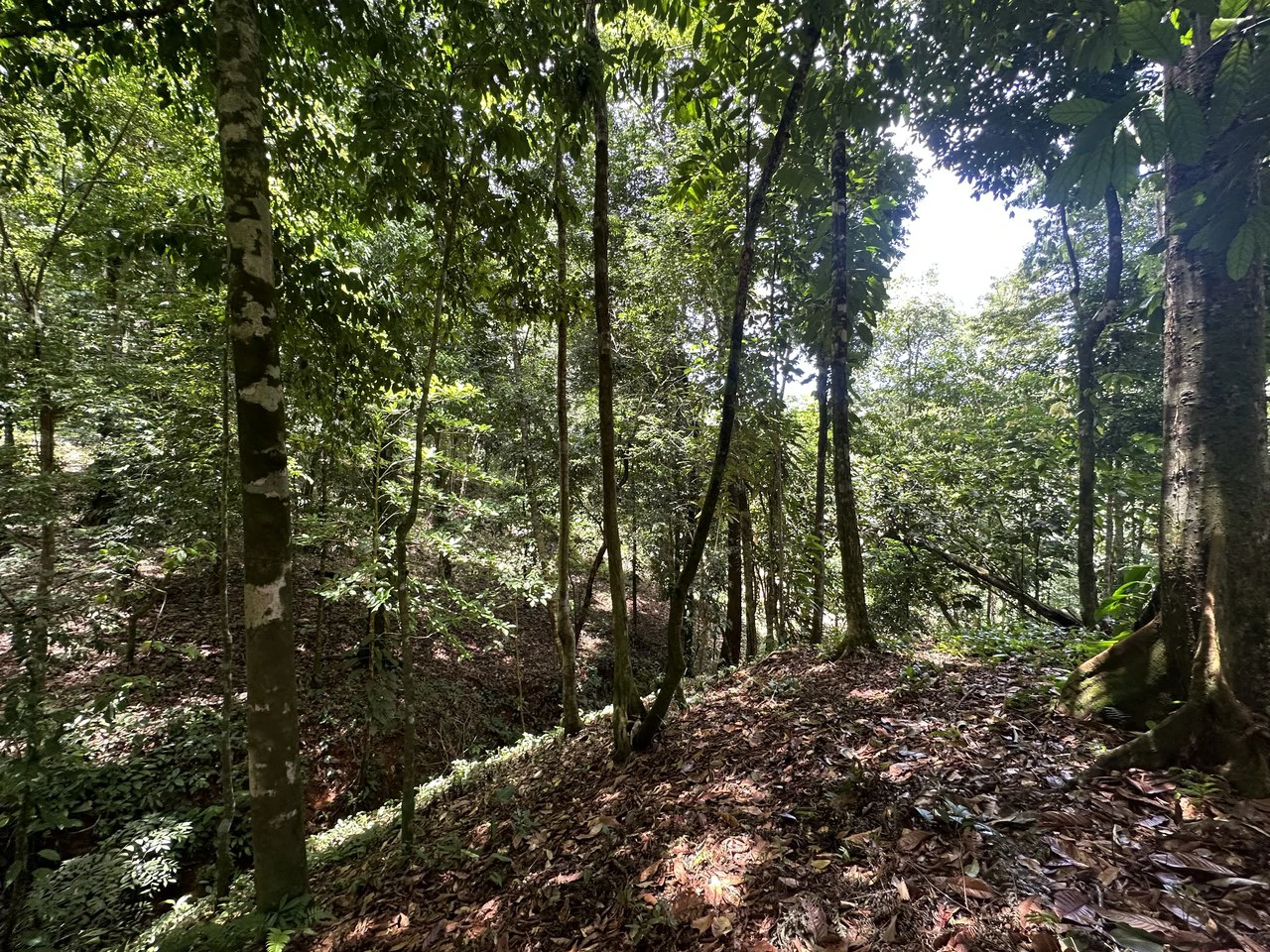 1.6 Acres Land Parcel in Ballena, Jungle Views.: Mountain Home Construction Site For Sale in Bahía Ballena - Gallery image 15