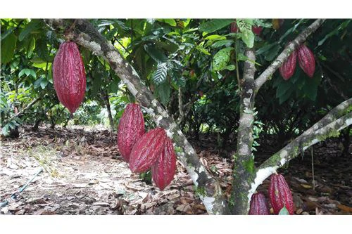 COCOA FARM IN PRODUCTION AND GROWING: 900701029-96 - Gallery image 5