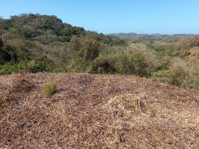 Building Lots for sale in a pristine and peacefull woodland 3 km from Samara Beach - Gallery image 7