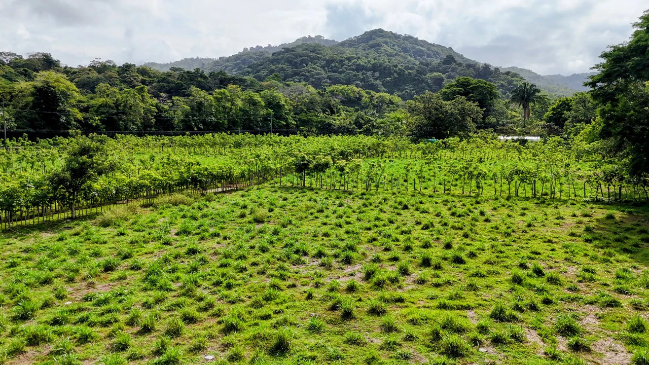 Finca en Barú: Near the Coast and Riverfront Agricultural Land For Sale in Barú - Gallery image 3