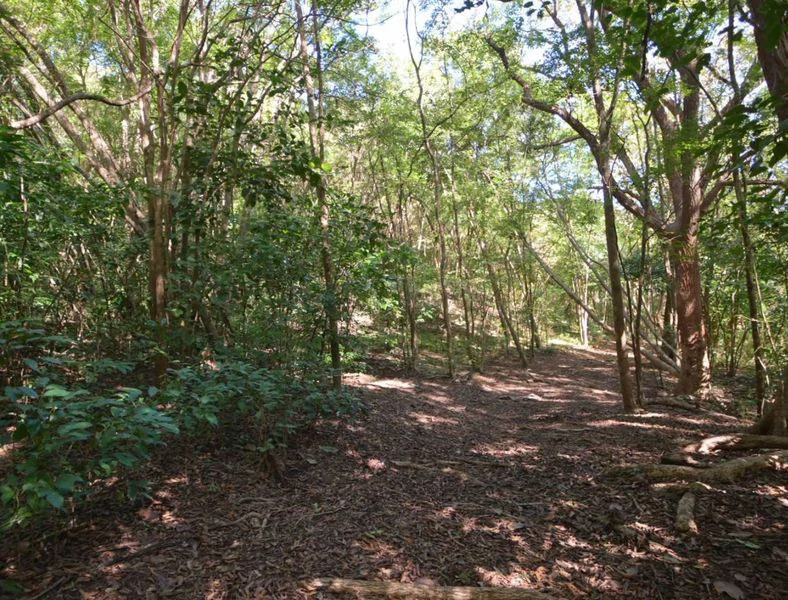 FINCA GABRIELA: Exceptional Opportunity- 9 Hectares (22.5 Acres) of Development Potential with Ocean View Home – Just 3 Minutes from Samara - Gallery image 5