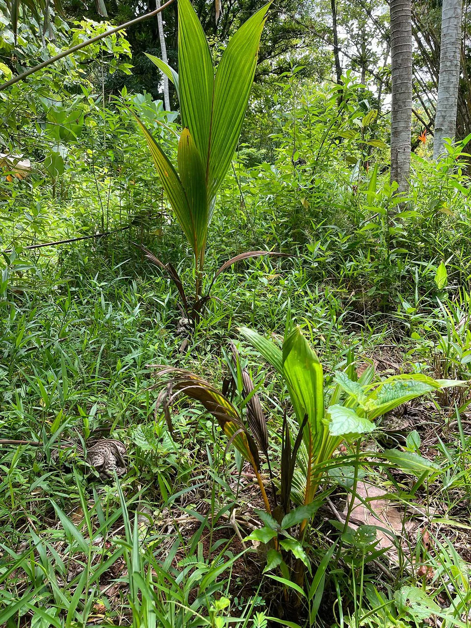 ID 4167: Investment Opportunity: 8-Acre Reforested Mountain Finca in Puriscal - Gallery image 26