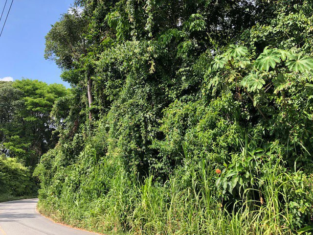 6.5 ACRES – Space To Grow, Build & Thrive, Close To The Beach & Commercial Potential Road Frontage!!!!!: Mountain and Countryside Development Parcel For Sale in Platanillo de Dominical - Gallery image 16