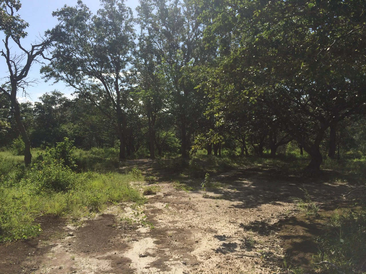 Finca de 31 hectáreas en Liberia: Great investment opportunity - Gallery image 5