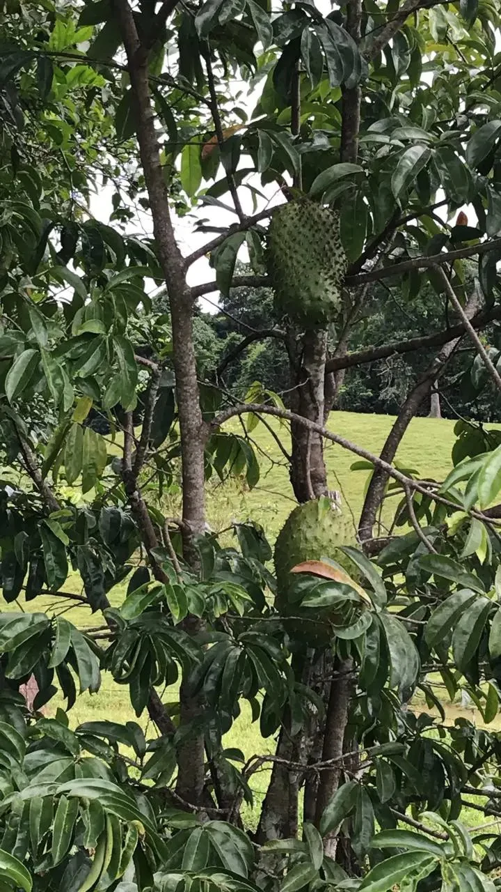 Expansive 83-Hectare Agricultural & Ranch Land in Sarapiquí, Heredia - Gallery image 2
