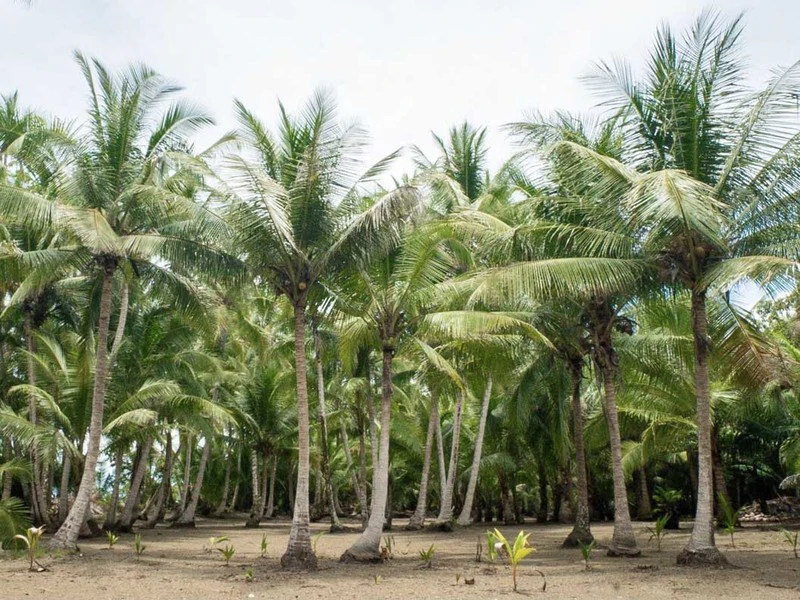 Titled Beach Property in the Osa - Gallery image 4