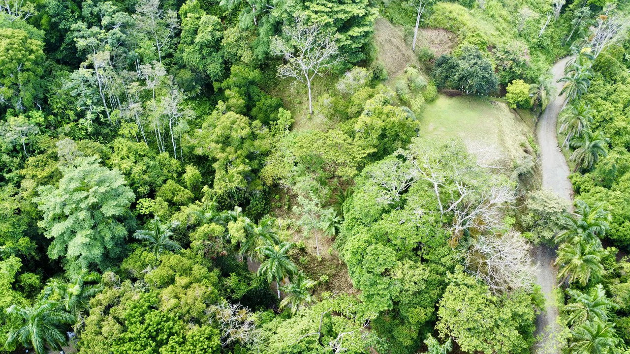 3.6 Acre Ocean View, Near the Beach & Cool Mountain Elevation: Mountain Home Construction Site For Sale in Lagunas - Gallery image 7