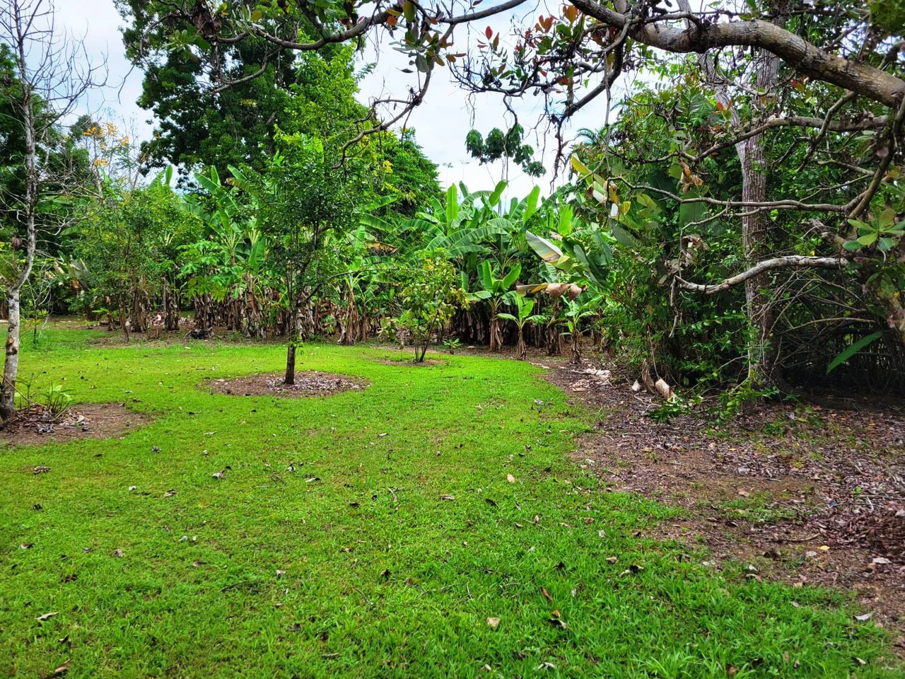 Tropical Fruit Farm in Playa Cañaza Build Your Dream Home in Paradise - Gallery image 11