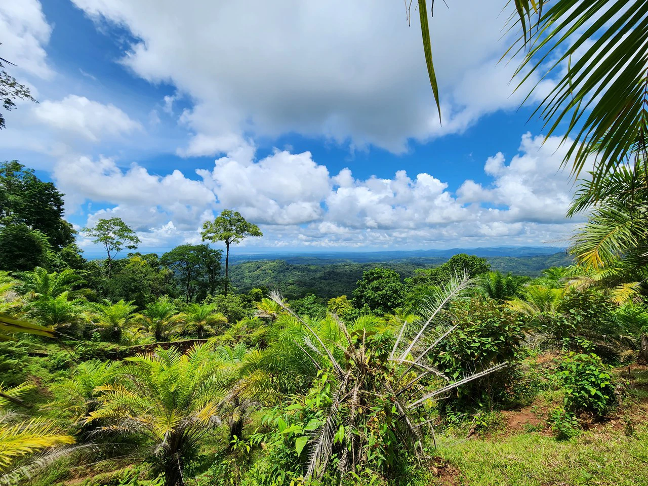 PRIME PARRITA FARM FOR SALE - Gallery image 31