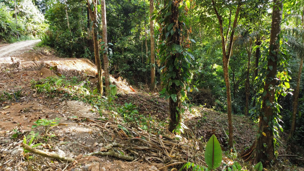 Unique property with creek and waterfall in lush jungle: Mountain Home Construction Site For Sale in Damas - Gallery image 10
