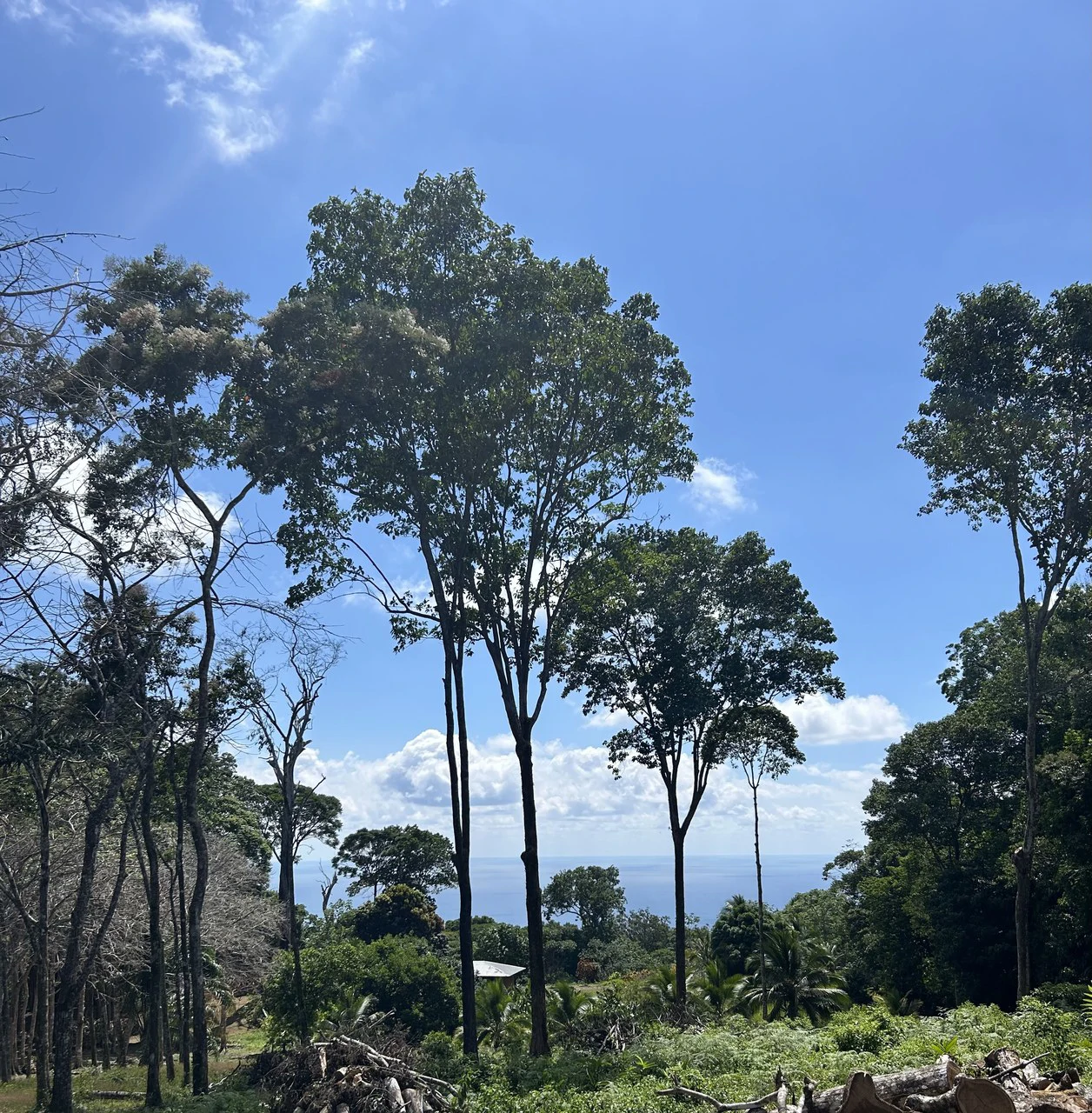 Cabo Matapalo:  3.8 Acre Ocean View Lot In Peninsula De Osa, Golfo Dulce - Gallery image 3