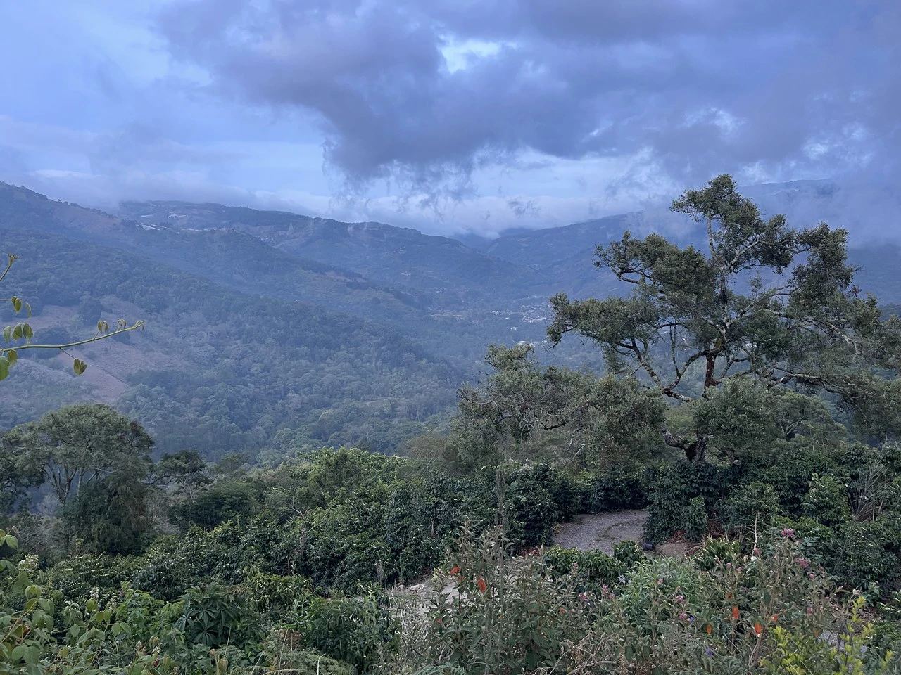 Copey Dota: Coffe farm for Sale in Copey de Dota - Gallery image 6