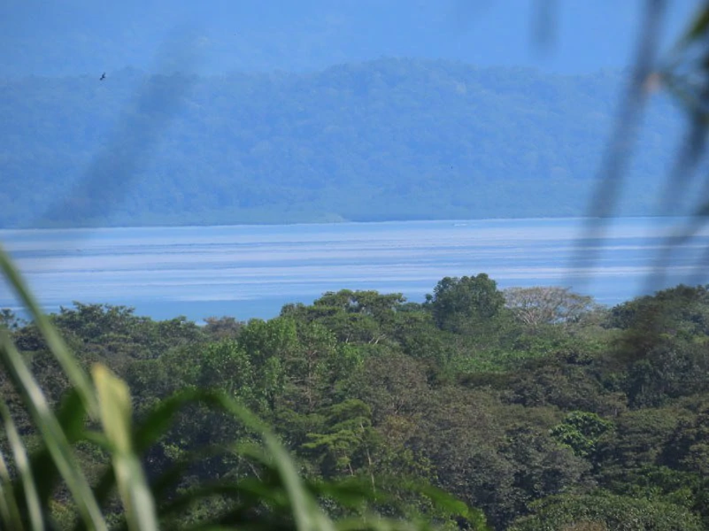 Palm Farm with Ocean View, Ideal for Ecotourism or Residential Development - Gallery image 29