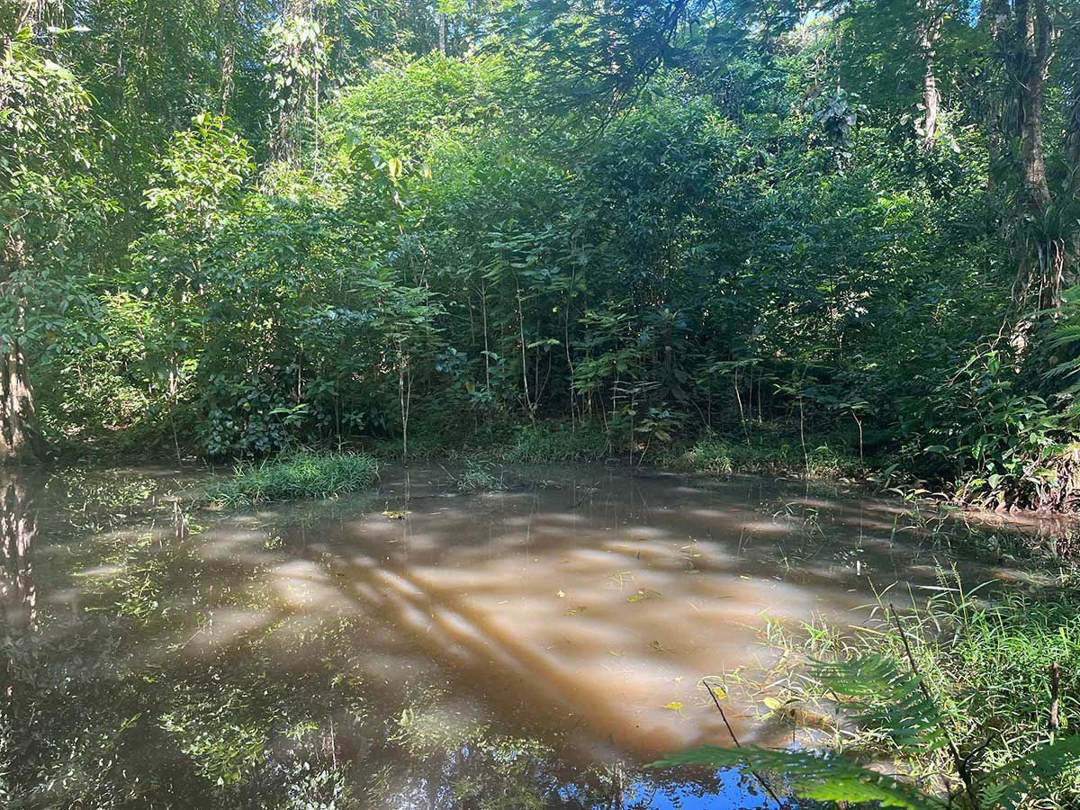 ID 4161: Expansive Farm for Sale in Sarapiquí, Heredia: Pastureland, Rivers & Private Fores - Gallery image 10