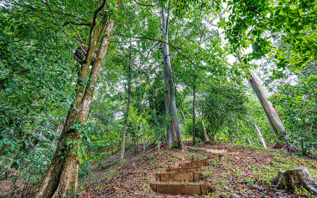 Off Grid Luxury Estate Micro Regenerative Homestead Tinamastes - Gallery image 91