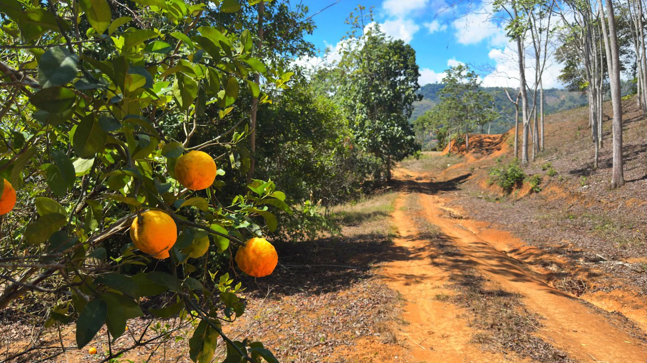 Agricultural Land For Sale in Daniel Flores - Gallery image 8